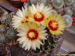 Hamatocactus setispinus